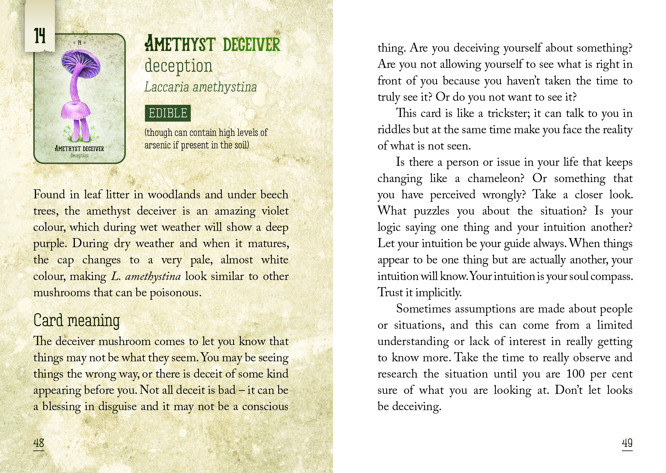 Mushroom Spirit Oracle Cards